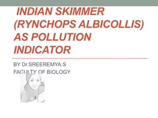 INDIAN SKIMMER
(RYNCHOPS ALBICOLLIS)
AS POLLUTION
INDICATOR
BY Dr.SREEREMYA.S
FACULTY OF BIOLOGY
 