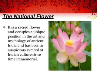 The National Flower
 It is a sacred flower
and occupies a unique
position in the art and
mythology of ancient
India and has been an
auspicious symbol of
Indian culture since
time immemorial.
 