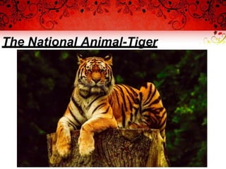 The National Animal-Tiger
 