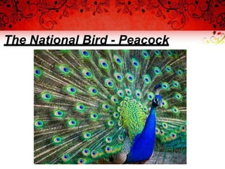 The National Bird - Peacock
 