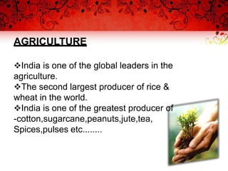 AGRICULTURE
India is one of the global leaders in the
agriculture.
The second largest producer of rice &
wheat in the world.
India is one of the greatest producer of
-cotton,sugarcane,peanuts,jute,tea,
Spices,pulses etc........
 