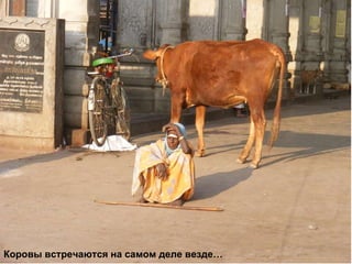 Коровы встречаются на самом деле везде… 