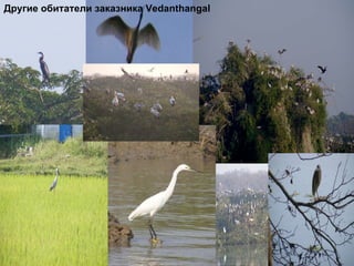 Другие обитатели заказника  Vedanthangal 