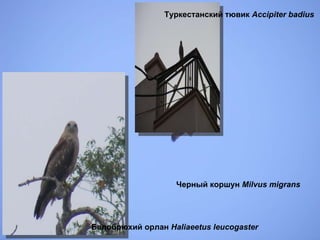 Белобрюхий орлан  Haliaeetus leucogaster  Туркестанский тювик  Accipiter badius  Черный коршун  Milvus migrans 