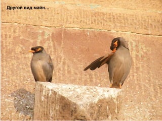 Другой вид майн… 