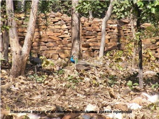 Павлины живут абсолютно свободно в дикой природе 