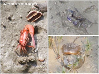 Жители грязевых берегов 