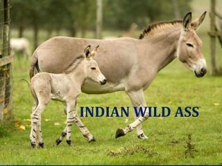 INDIAN WILD ASS
 