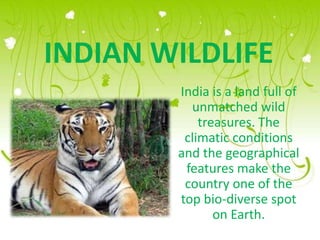 INDIAN WILDLIFE
        India is a land full of
          unmatched wild
            treasures. The
         climatic conditions
        and the geographical
         features make the
         country one of the
        top bio-diverse spot
               on Earth.
 