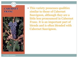 CABERNET
FRANC
 This variety possesses qualities
similar to those of Cabernet
Sauvignon, although they are a
little less pronounced in Cabernet
Franc. It is an important part of
blends and is often blended with
Cabernet Sauvignon.
10
NAVDEEP SHARMA
 