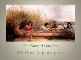 The Sacred Harvest:
Wild Rice (aquatic grass)
 