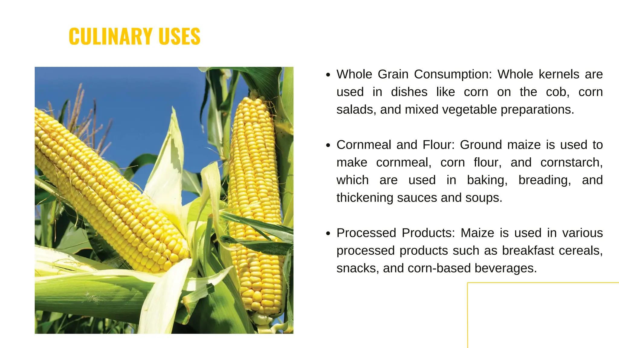 Processed Maize Indian Yellow Maize In The Food Industry (1).pdf