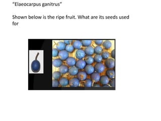 “Elaeocarpus ganitrus” 
Shown below is the ripe fruit. What are its seeds used 
for 
 