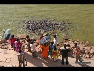 Ofrendas al Pez Gato en Gadisagar www. laboutiquedelpowerpoint. com 