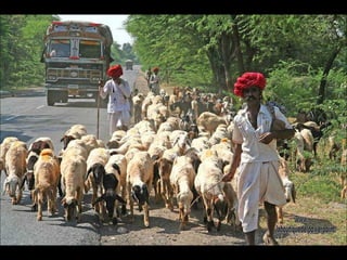 Pastores cerca de Jodhpur. www. laboutiquedelpowerpoint. com 