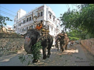 Elefantes en las calles de Udaipur  www. laboutiquedelpowerpoint. com 