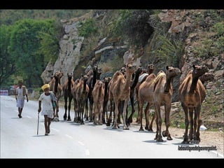 Camellos cerca de Ajmer. www. laboutiquedelpowerpoint. com 
