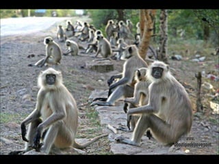Langures cerca de Pushkar. Los langures son la reencarnación viviente de Hanuman, el dios mono, son tratados con especial consideración. www. laboutiquedelpowerpoint. com 