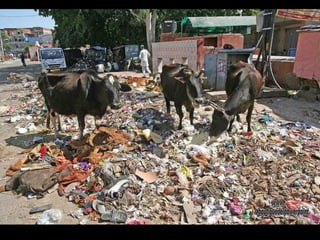 Vacas pastando en las calles de Jaipur. Para un hindú matar una vaca es un sacrilegio, las vacas son el símbolo de todo lo que está vivo. El hinduismo propicia la adoración de los animales en general y la vaca es concebida como la "madre de la humanidad" por el nutriente que suministra: la leche. www. laboutiquedelpowerpoint. com 