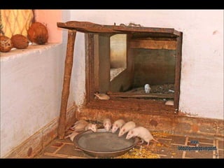 Las ratas, en este templo albinas, se consideran la reencarnación de personas y reciben ofrendas, como dulces y leche.  www. laboutiquedelpowerpoint. com 