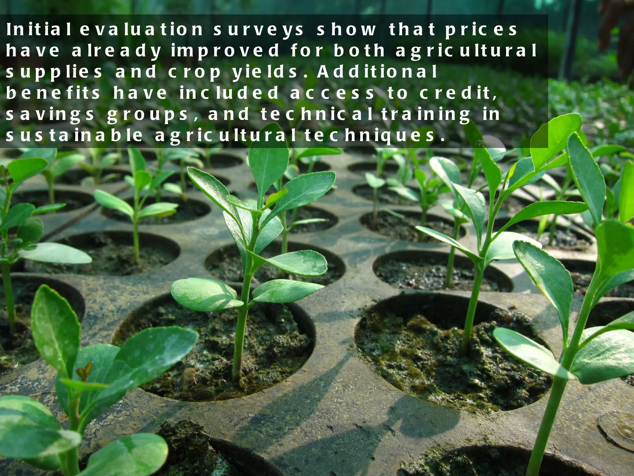 Initial evaluation surveys show that prices have already improved for both agricultural supplies and crop yields. Additional benefits have included access to credit, savings groups, and technical training in sustainable agricultural techniques. 