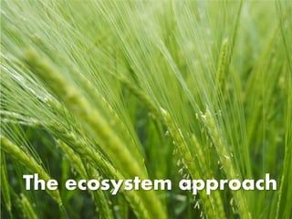The ecosystem approach
 