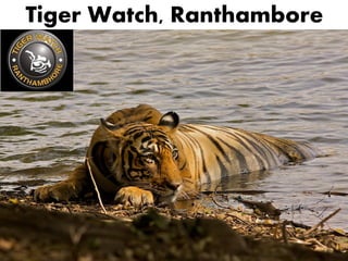 Tiger Watch, Ranthambore
 