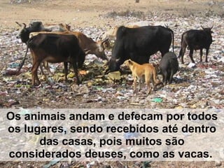 Os animais andam e defecam por todos os lugares, sendo recebidos até dentro das casas, pois muitos são considerados deuses, como as vacas.   