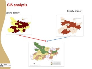 Update on the smallholder dairy value chain project in India 