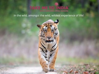 In the wild, amongst the wild, wildest experience of life!
 