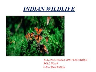 INDIAN WILDLIFE
SUGANDHYASREE BHATTACHARJEE
ROLL NO.18
C.K.H B.Ed College
 