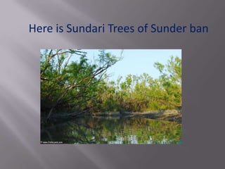 Sundari Tree Timber India wild life .climate and vegetation (2) | PPT