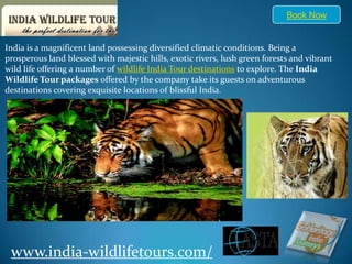 Book Now India is a magnificent land possessing diversified climatic conditions. Being a prosperous land blessed with majestic hills, exotic rivers, lush green forests and vibrant wild life offering a number of wildlife India Tour destinations to explore. The India Wildlife Tour packages offered by the company take its guests on adventurous destinations covering exquisite locations of blissful India. www.india-wildlifetours.com/ 