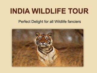 INDIA WILDLIFE TOUR
  Perfect Delight for all Wildlife fanciers
 