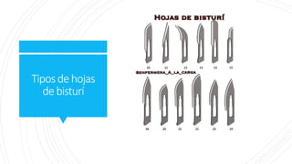 Tiposdehojas
debisturí
 