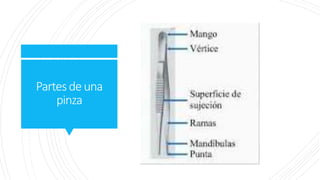 Partesdeuna
pinza
 