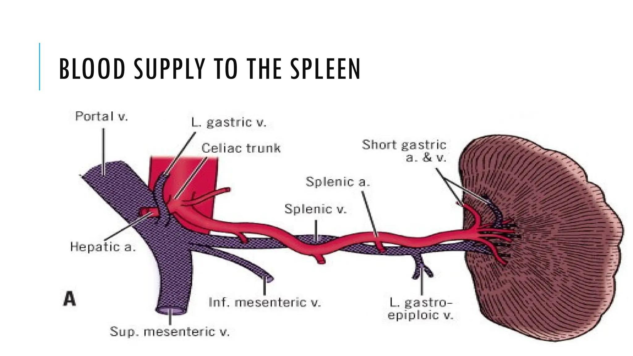 Splenectomized Patient splenectomy and its complications.pptx