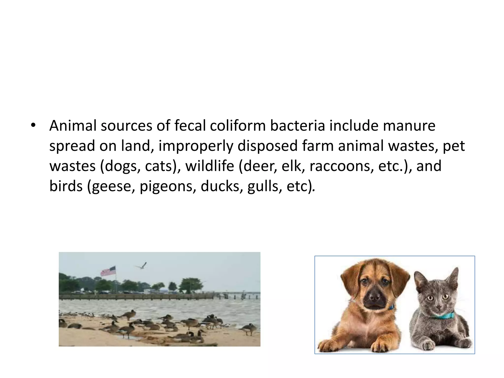 • Animal sources of fecal coliform bacteria include manure
spread on land, improperly disposed farm animal wastes, pet
wastes (dogs, cats), wildlife (deer, elk, raccoons, etc.), and
birds (geese, pigeons, ducks, gulls, etc).
 