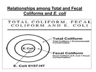 Relationships among Total and Fecal
Coliforms and E. coli
 