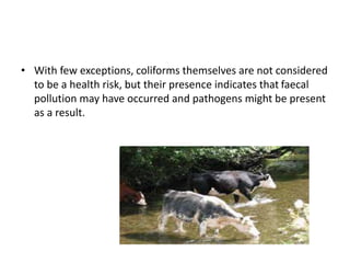 • With few exceptions, coliforms themselves are not considered
to be a health risk, but their presence indicates that faecal
pollution may have occurred and pathogens might be present
as a result.
 