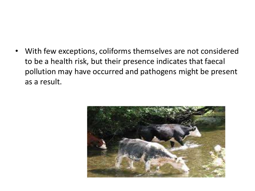 Indicator organisms and water quality