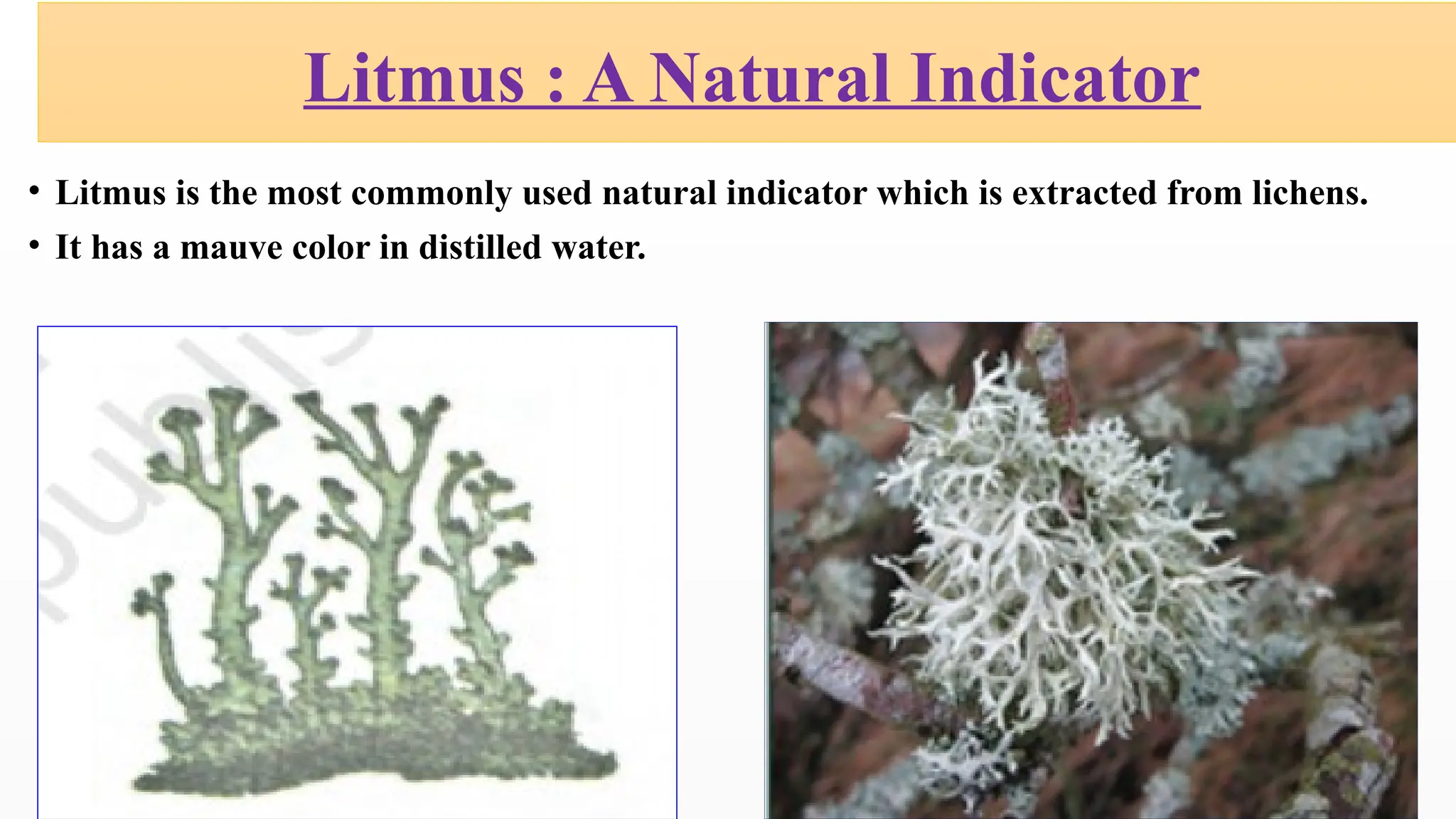 • Litmus is the most commonly used natural indicator which is extracted from lichens.
• It has a mauve color in distilled water.
Litmus : A Natural Indicator
 