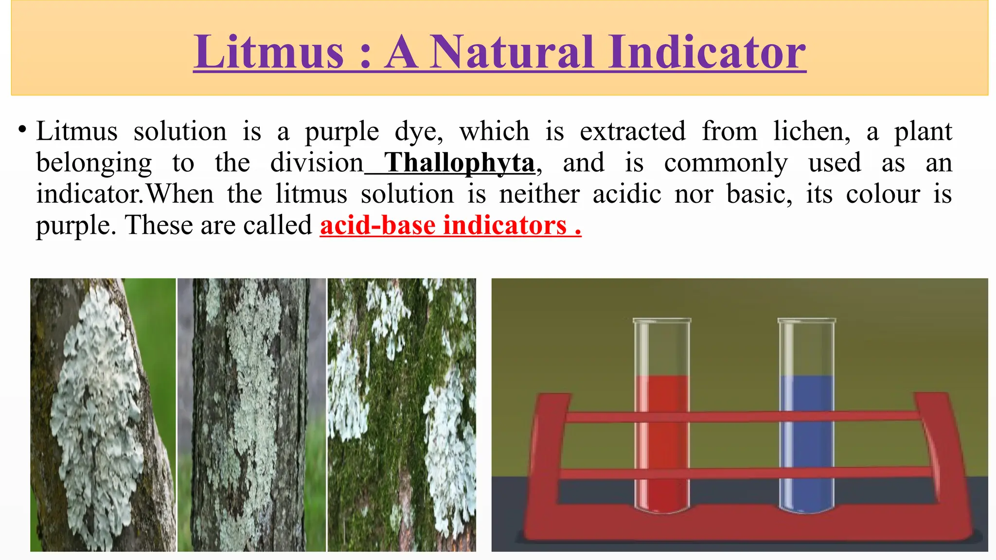 • Litmus solution is a purple dye, which is extracted from lichen, a plant
belonging to the division Thallophyta, and is commonly used as an
indicator.When the litmus solution is neither acidic nor basic, its colour is
purple. These are called acid-base indicators .
Litmus : A Natural Indicator
 