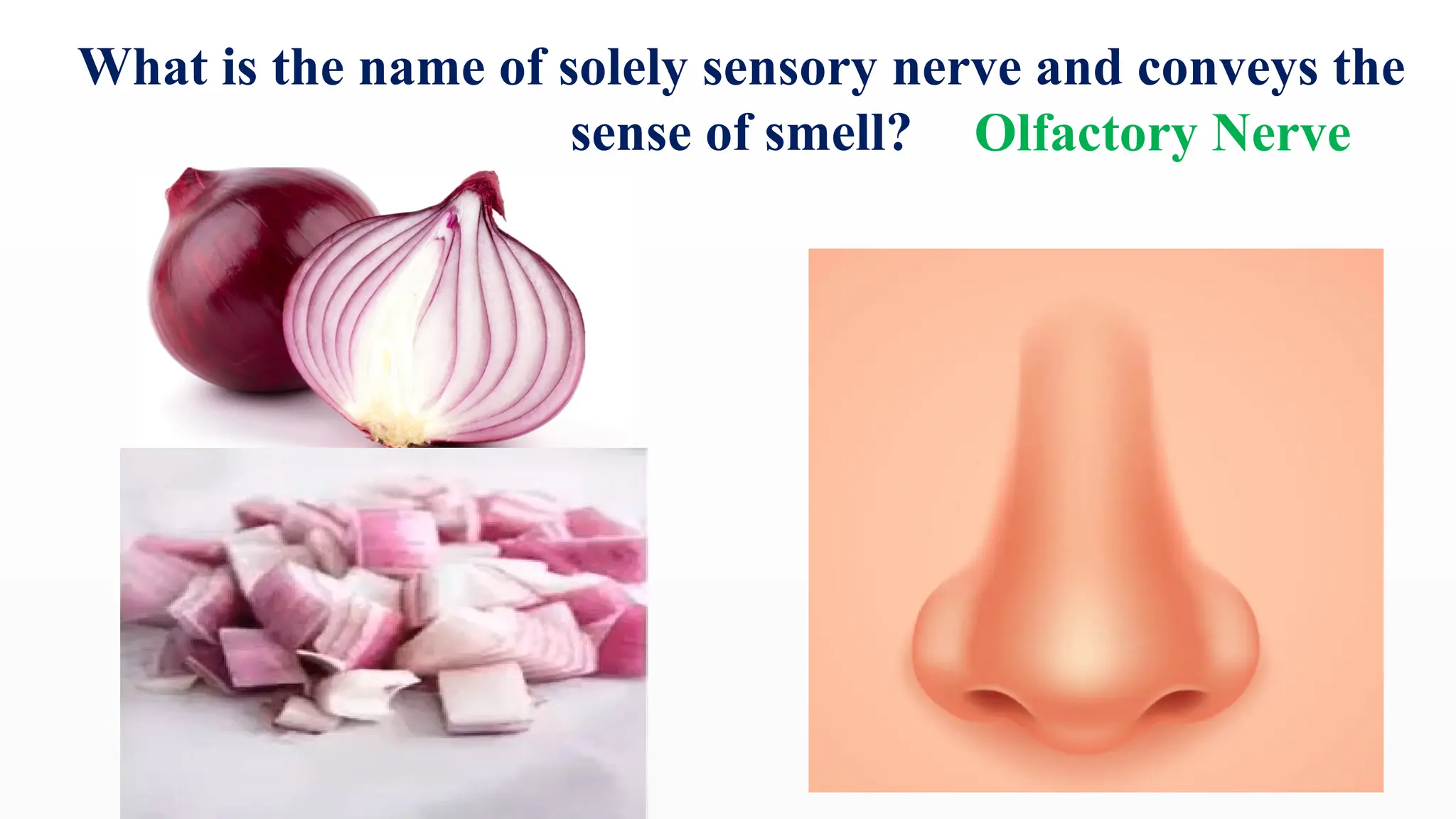 What is the name of solely sensory nerve and conveys the
sense of smell? Olfactory Nerve
 