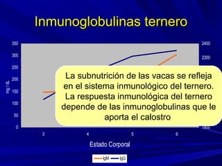 Inmunoglobulinas terneroInmunoglobulinas ternero
0
50
100
150
200
250
300
350
3 4 5 6
Estado Corporal
mg/dL
1800
1900
2000
2100
2200
2300
2400
mg/dL
IgM IgG
La subnutrición de las vacas se refleja
en el sistema inmunológico del ternero.
La respuesta inmunológica del ternero
depende de las inmunoglobulinas que le
aporta el calostro
 