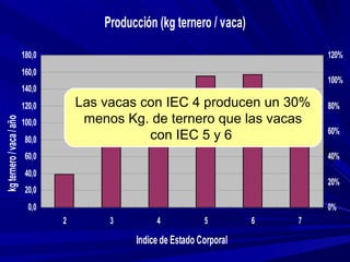 Producción (kg ternero / vaca)
0,0
20,0
40,0
60,0
80,0
100,0
120,0
140,0
160,0
180,0
2 3 4 5 6 7
Indice de Estado Corporal
kgternero/vaca/año
0%
20%
40%
60%
80%
100%
120%
Las vacas con IEC 4 producen un 30%
menos Kg. de ternero que las vacas
con IEC 5 y 6
 