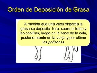 Orden de Deposición de GrasaOrden de Deposición de Grasa
A medida que una vaca engorda la
grasa se deposita 1ero. sobre el lomo y
las costillas, luego en la base de la cola,
posteriormente en la verija y por último
los polizones
 