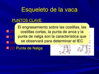 Esqueleto de la vacaEsqueleto de la vaca
PUNTOS CLAVEPUNTOS CLAVE
2121: Costillas: Costillas
55 : Costillas Cortas: Costillas Cortas
2424: Punta de Anca: Punta de Anca
2222: Punta de Nalga: Punta de Nalga
El engrasamiento sobre las costillas, las
costillas cortas, la punta de anca y la
punta de nalga son la característica que
se observará para determinar el IEC
 