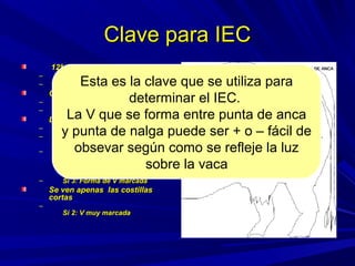 Clave para IECClave para IEC
12ª. Y 13ª. Costillas12ª. Y 13ª. Costillas
– Si se ven: menor a 5Si se ven: menor a 5
– Si no se ven: mayor o igual a 5Si no se ven: mayor o igual a 5
Costillas CortasCostillas Cortas
– Si se ven igual o menor a 3Si se ven igual o menor a 3
– Si no se ven mayor de 3Si no se ven mayor de 3
La “V”La “V”
– Si 6: poco marcadaSi 6: poco marcada
– Si 5:Forma de ParaguasSi 5:Forma de Paraguas
invertidoinvertido
–
Si 4: Forma de VSi 4: Forma de V
Se ven las costillas 12ª. Y 13ª.Se ven las costillas 12ª. Y 13ª.
No se ven las costillas cortasNo se ven las costillas cortas
– Si 3: Forma de V marcadaSi 3: Forma de V marcada
Se ven apenas las costillasSe ven apenas las costillas
cortascortas
–
Si 2: V muy marcadaSi 2: V muy marcada
Esta es la clave que se utiliza para
determinar el IEC.
La V que se forma entre punta de anca
y punta de nalga puede ser + o – fácil de
obsevar según como se refleje la luz
sobre la vaca
 