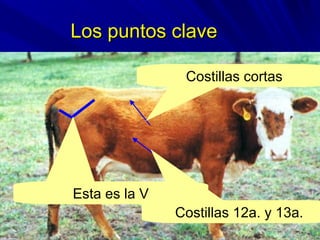 Los puntos claveLos puntos clave
Costillas cortas
Costillas 12a. y 13a.
Esta es la V
 